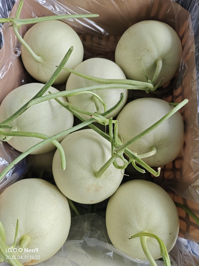 玉菇甜瓜，大量供应玉菇甜瓜，对接市场电商平台支持一件代发