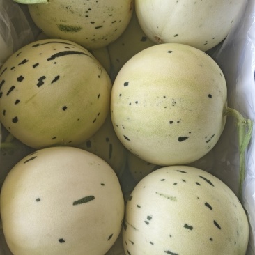 蜜露甜瓜，流星蜜露甜瓜大量上市中，规格齐全，对接市场电商