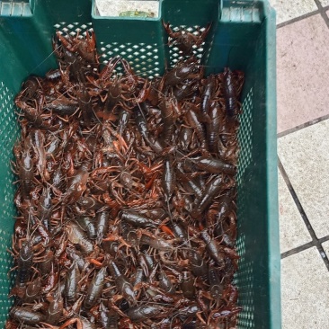 赣江清水龙虾
