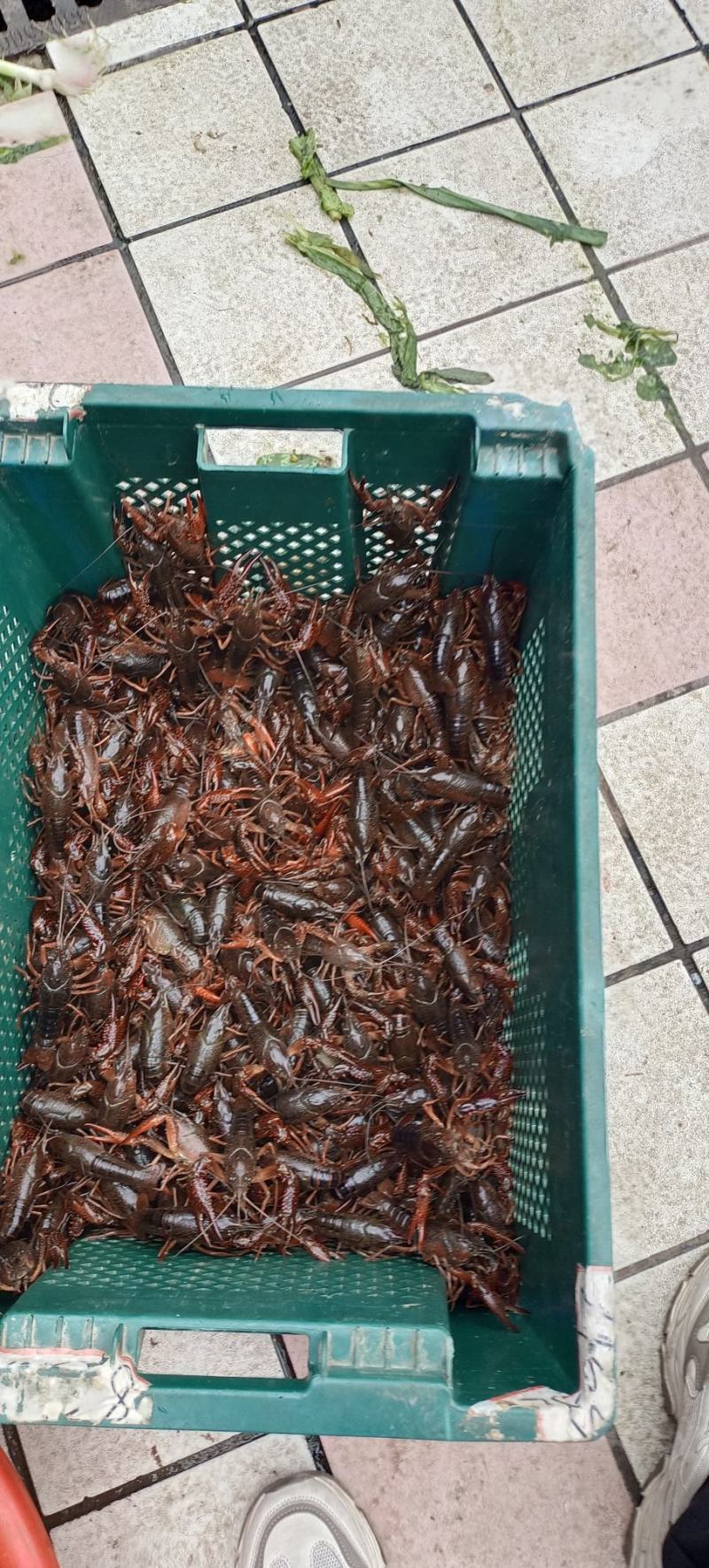赣江清水龙虾