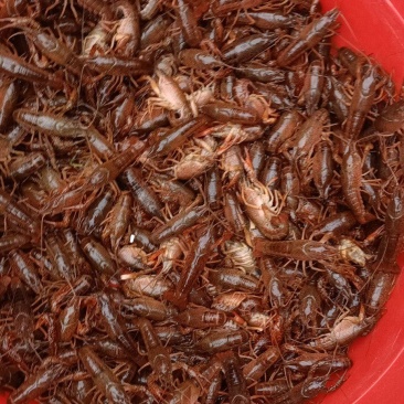 赣江清水龙虾