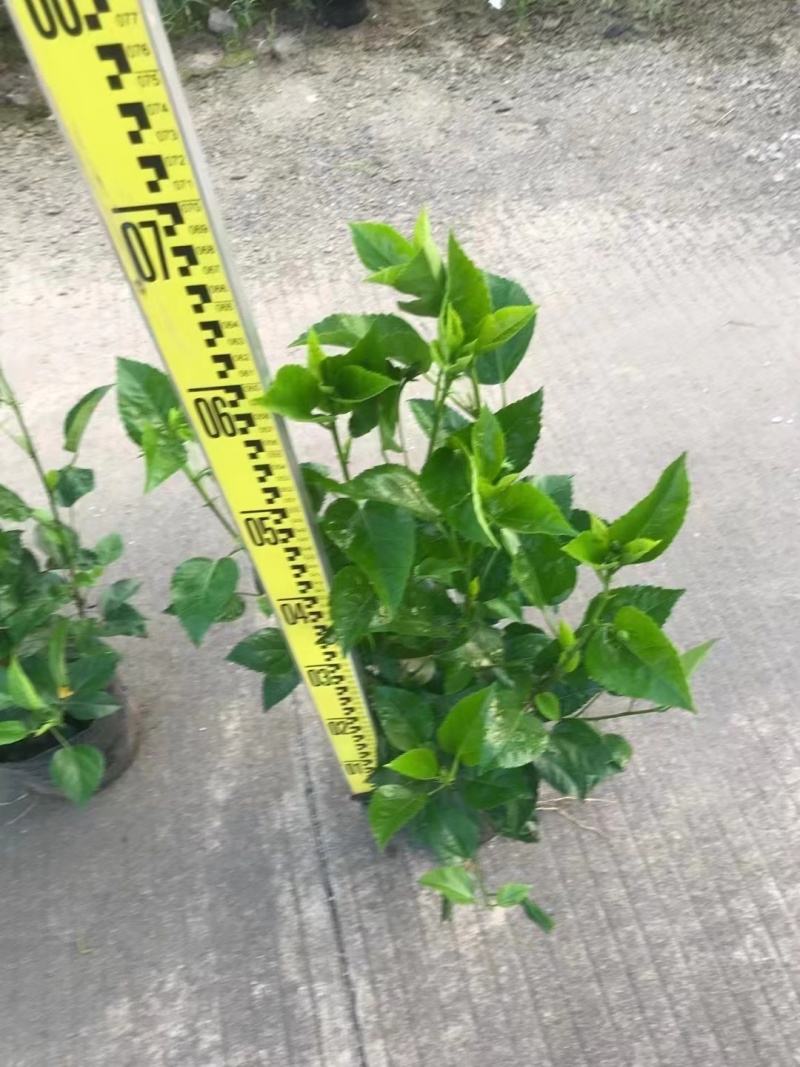 扶桑苗朱槿十斤袋60高，苗基地多种规格大量低价出售