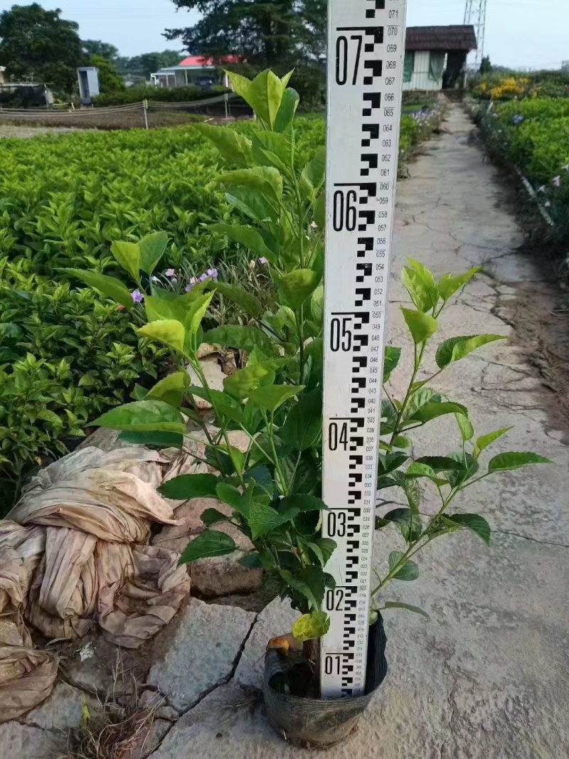 扶桑苗朱槿十斤袋60高，苗基地多种规格大量低价出售