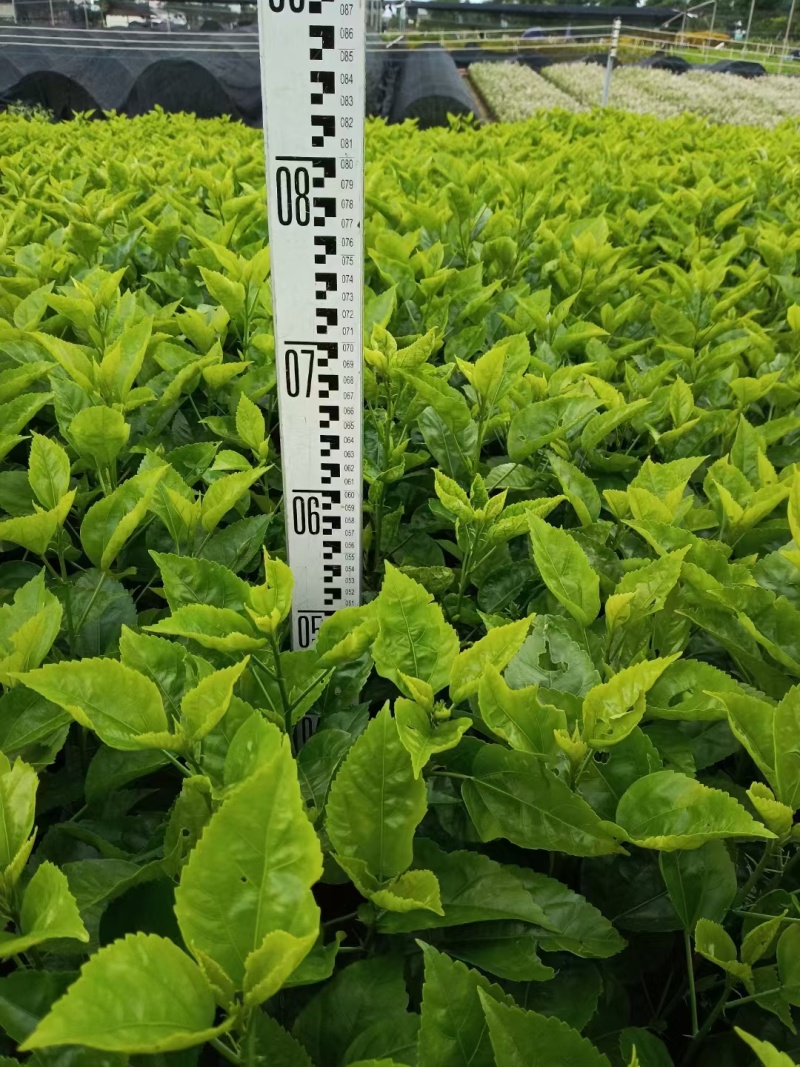 扶桑苗朱槿十斤袋60高，苗基地多种规格大量低价出售