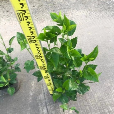 扶桑苗朱槿十斤袋60高，苗基地多种规格大量低价出售