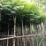 麻楝袋苗5公分，苗基地多种规格大量低价出售
