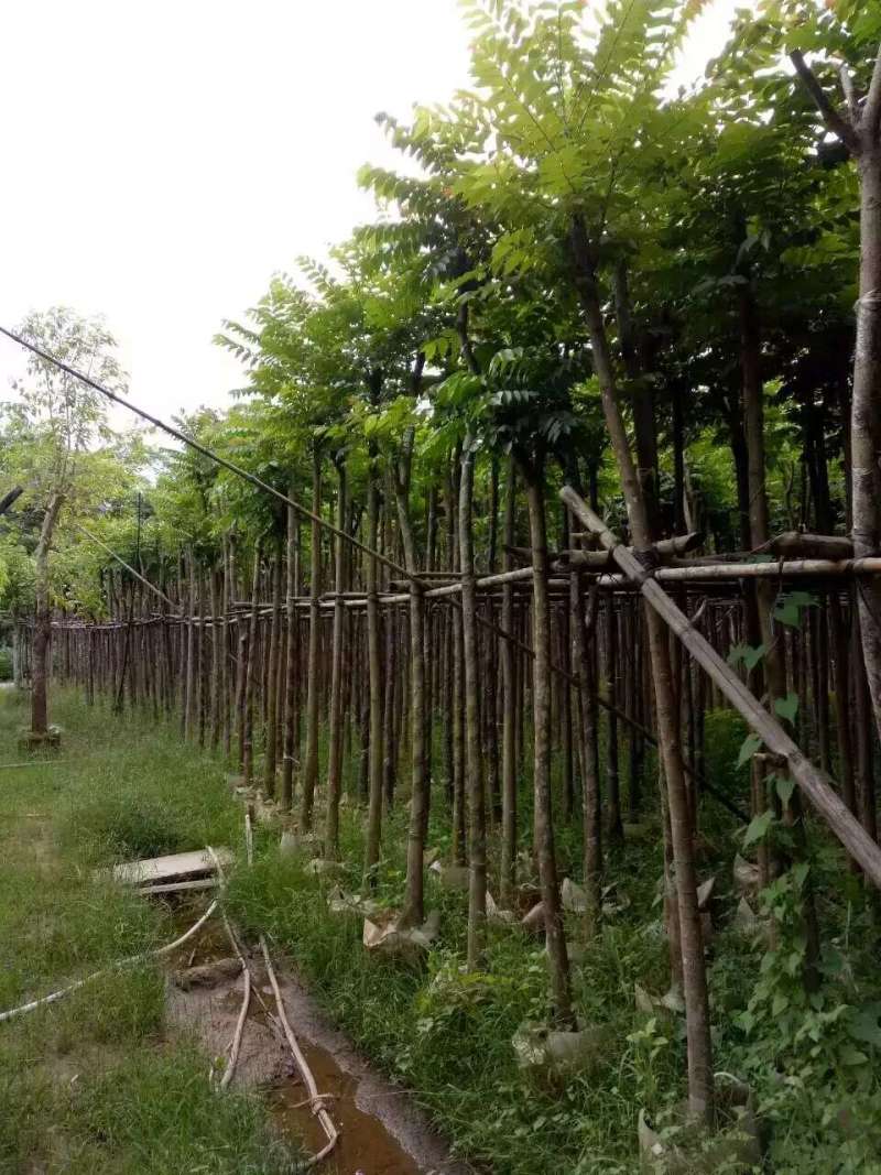 麻楝袋苗5公分，苗基地多种规格大量低价出售