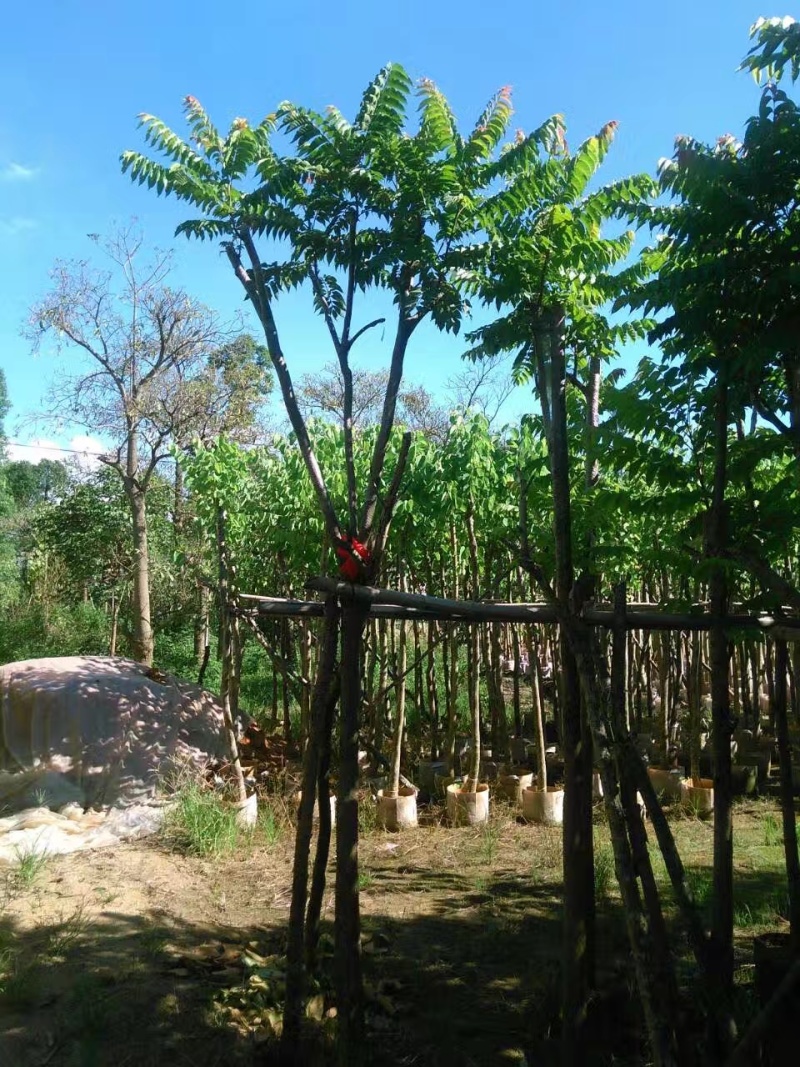 麻楝袋苗5公分，苗基地多种规格大量低价出售