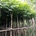 麻楝袋苗5公分，苗基地多种规格大量低价出售