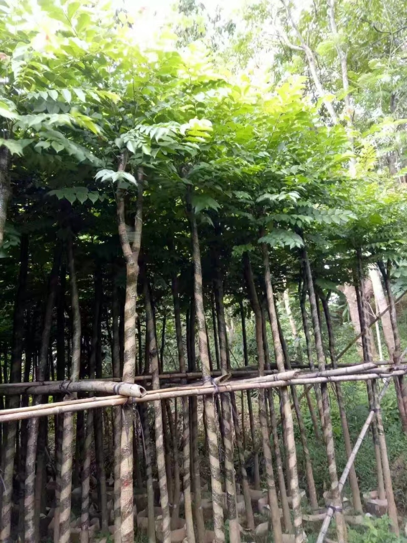 麻楝袋苗5公分，苗基地多种规格大量低价出售