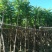 麻楝袋苗5公分，苗基地多种规格大量低价出售