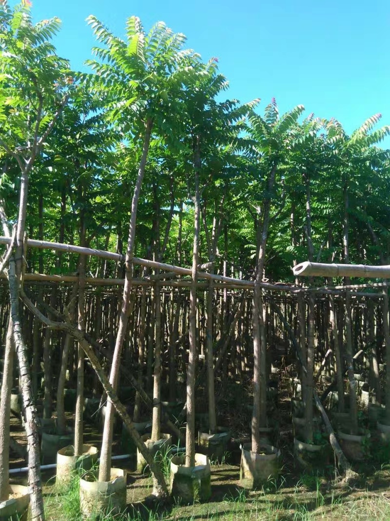 麻楝袋苗5公分，苗基地多种规格大量低价出售