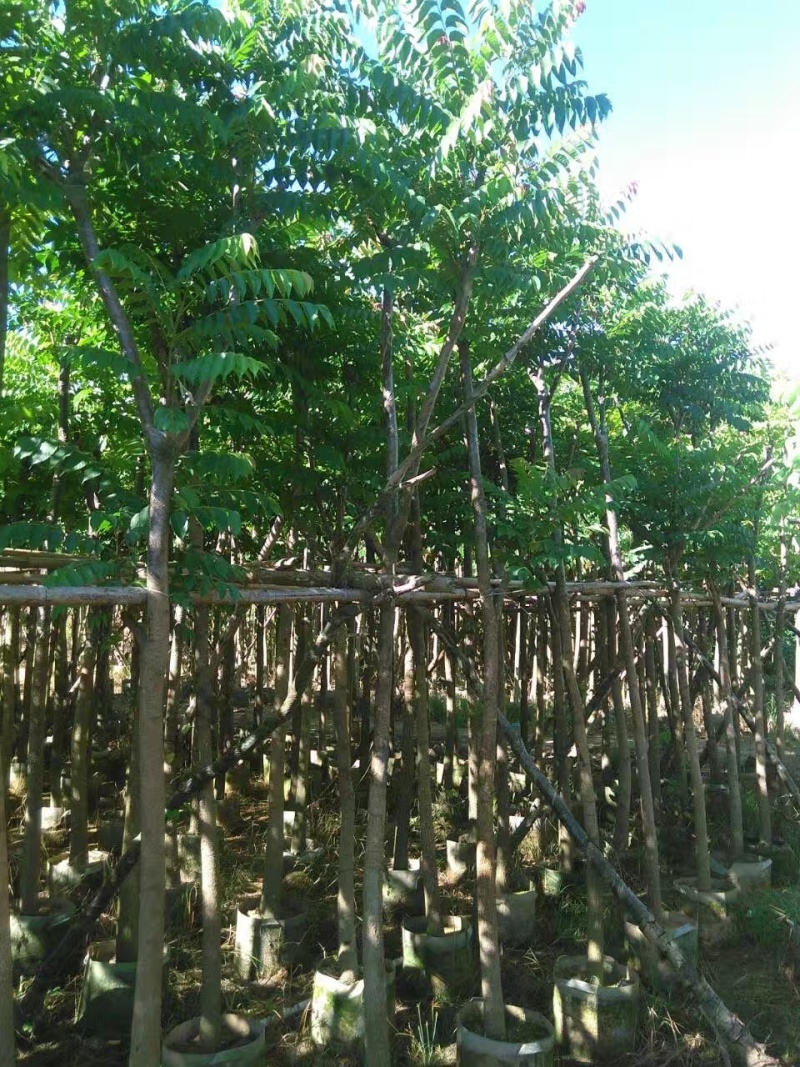 麻楝袋苗5公分，苗基地多种规格大量低价出售