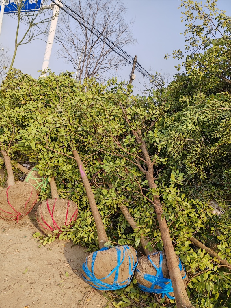 蚊母树