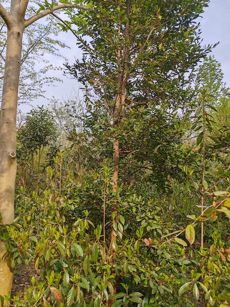 蚊母树