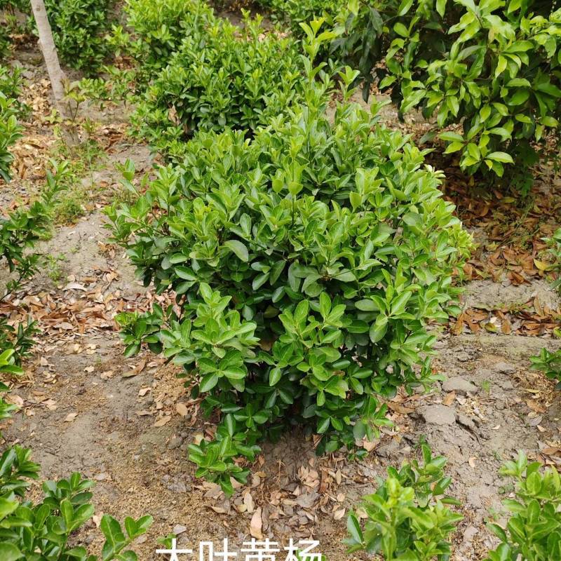 大叶黄杨p60-80-100公分