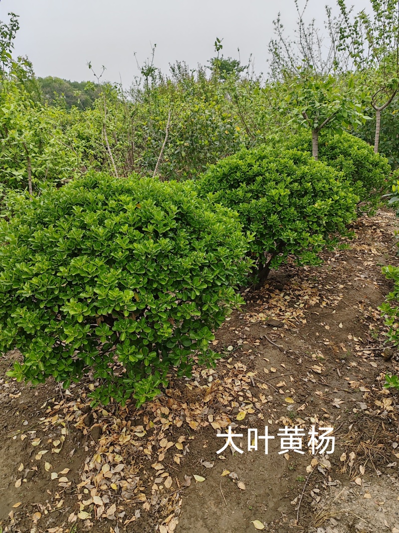 大叶黄杨p60-80-100公分