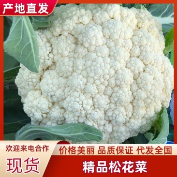 【精品】湖北有机花菜，散花，松花，大量有货，产地直发