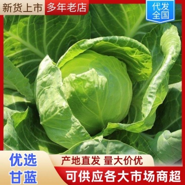 【精品】湖北精品甘蓝，产地直发，五年信誉商家质量有保障。