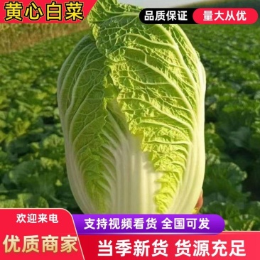 【精品】湖北黄心大白菜大量上市，产地一手直发