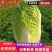 【精品】湖北黄心大白菜大量上市，产地一手直发