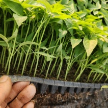 邯郸基地直供金湘红杂交辣椒苗，