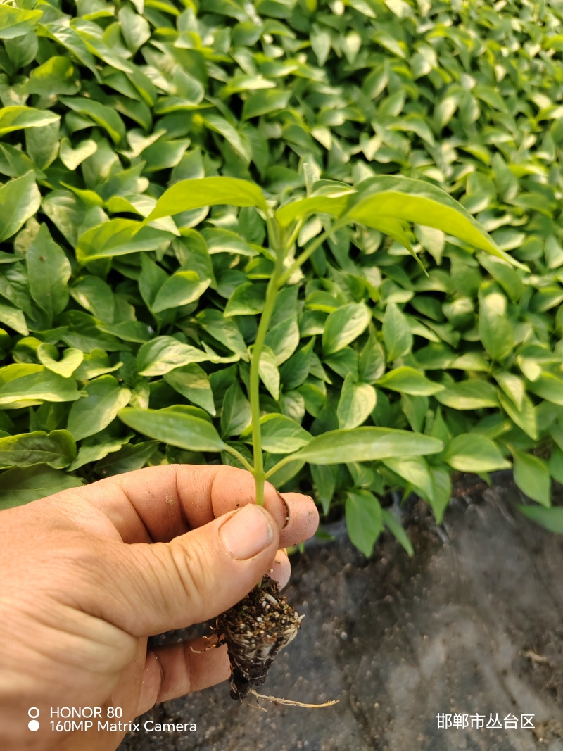 邯郸基地直供金湘红杂交辣椒苗，