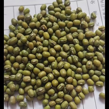 绿豆现货批发（进口，东北）亮绿豆，皮薄易烂