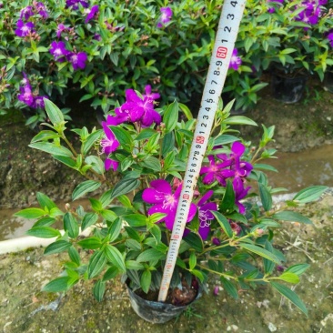 紫花牡丹50高，苗基地多种规格大量低价出售