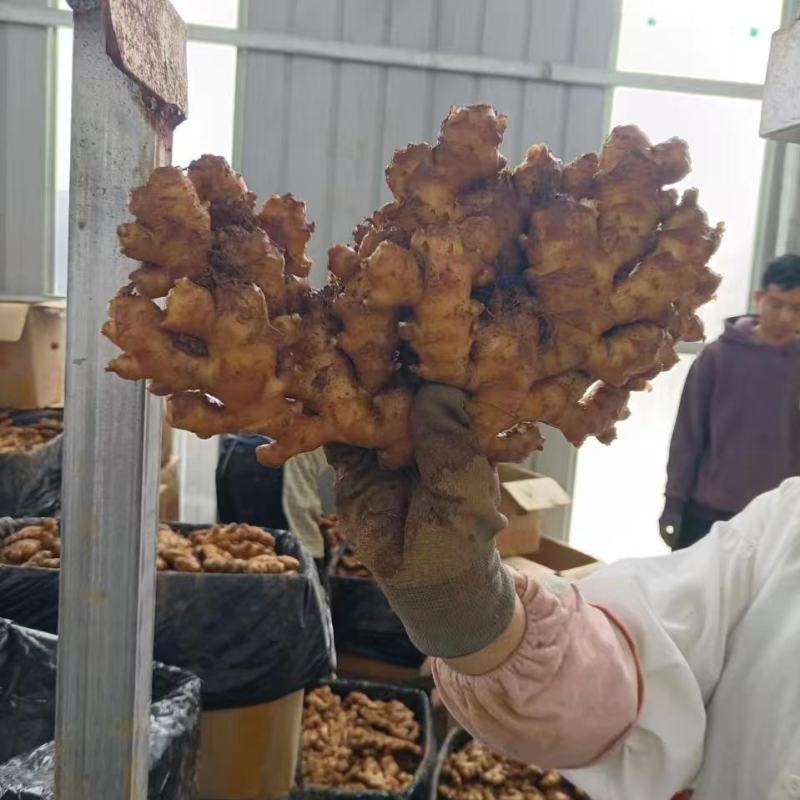 罗平小黄姜，二黄姜品种齐全量大从优，诚信经营