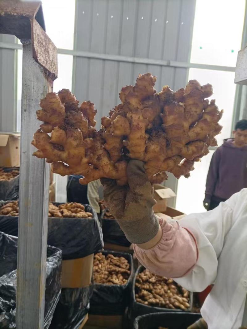 罗平小黄姜，二黄姜品种齐全量大从优，诚信经营
