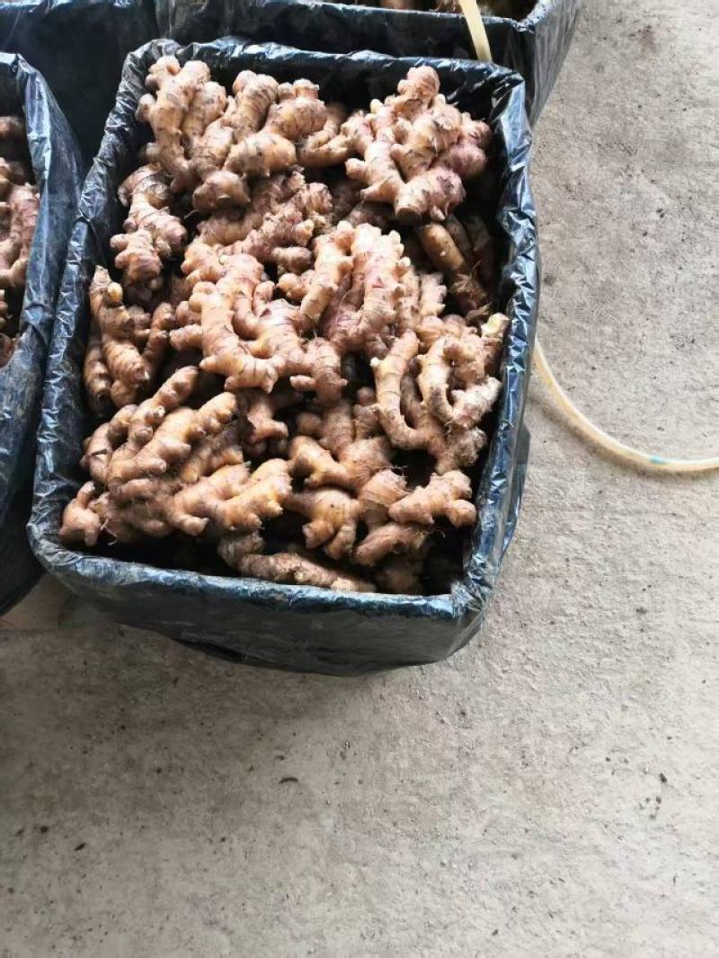 罗平小黄姜，二黄姜品种齐全量大从优，诚信经营