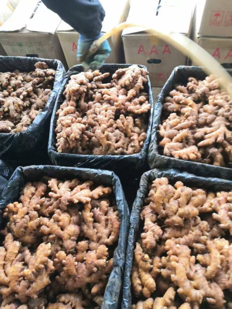 罗平小黄姜，二黄姜品种齐全量大从优，诚信经营