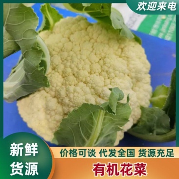 河南有机花菜松花菜，产地现货量大价优，可视频看货代发全国