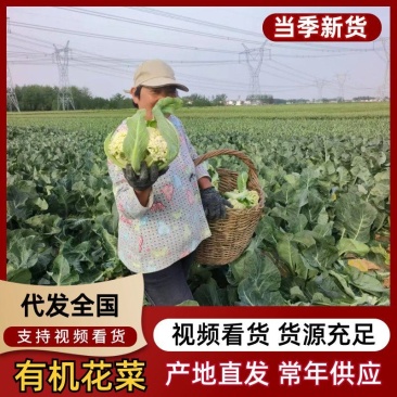 松花菜有机菜花量大价优，现砍现发，对接电商市场批发商