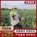 松花菜有机菜花量大价优，现砍现发，对接电商市场批发商