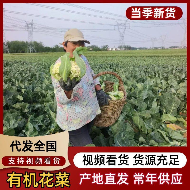松花菜有机菜花量大价优，现砍现发，对接电商市场批发商
