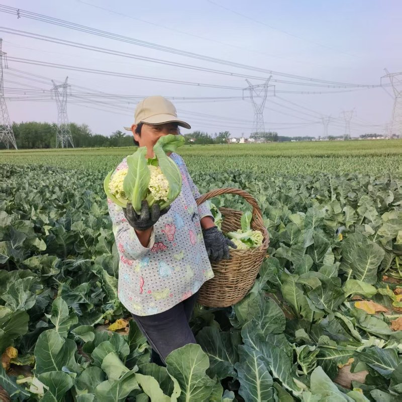 松花菜有机菜花量大价优，现砍现发，对接电商市场批发商