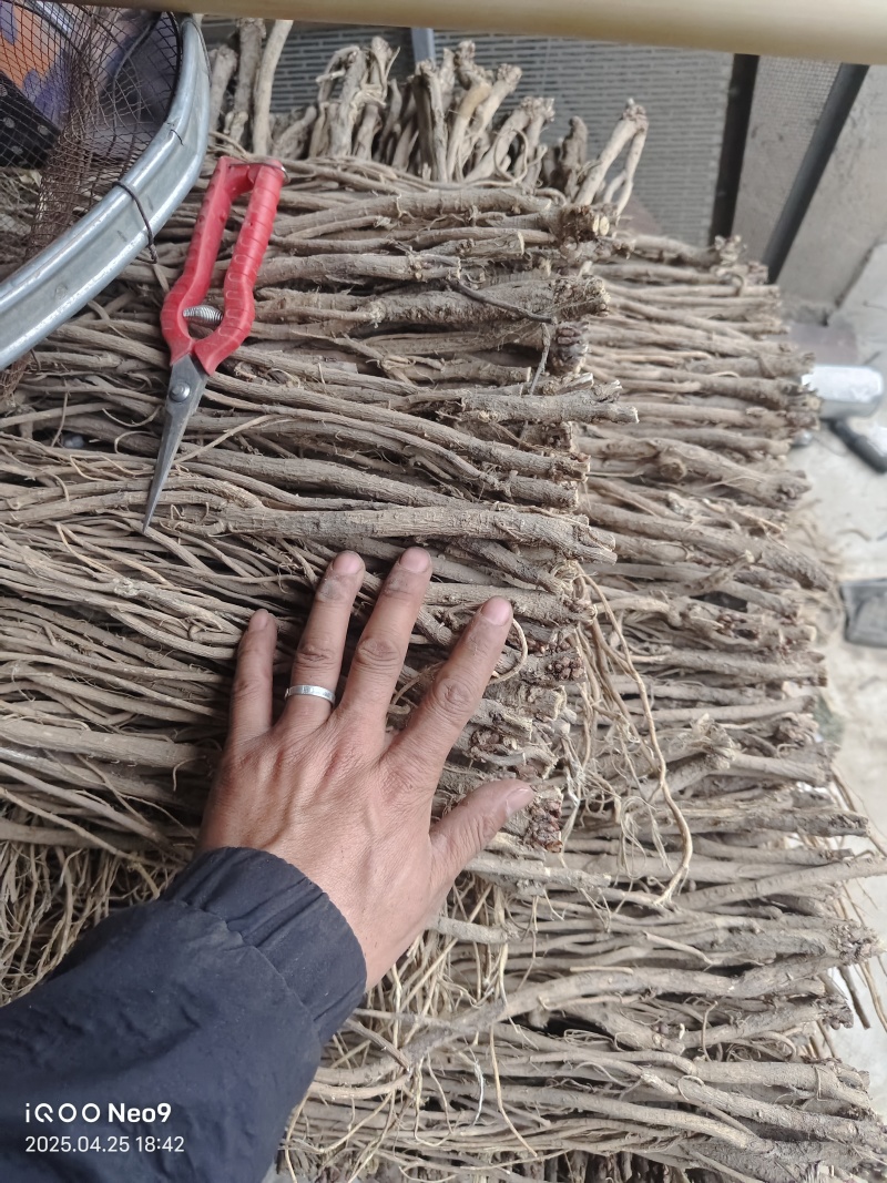 甘肃地产中药材红芪无硫原条自产自销