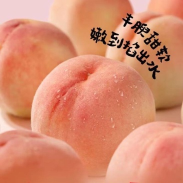 阳山水蜜桃自家果园直采价钱实惠品质保证