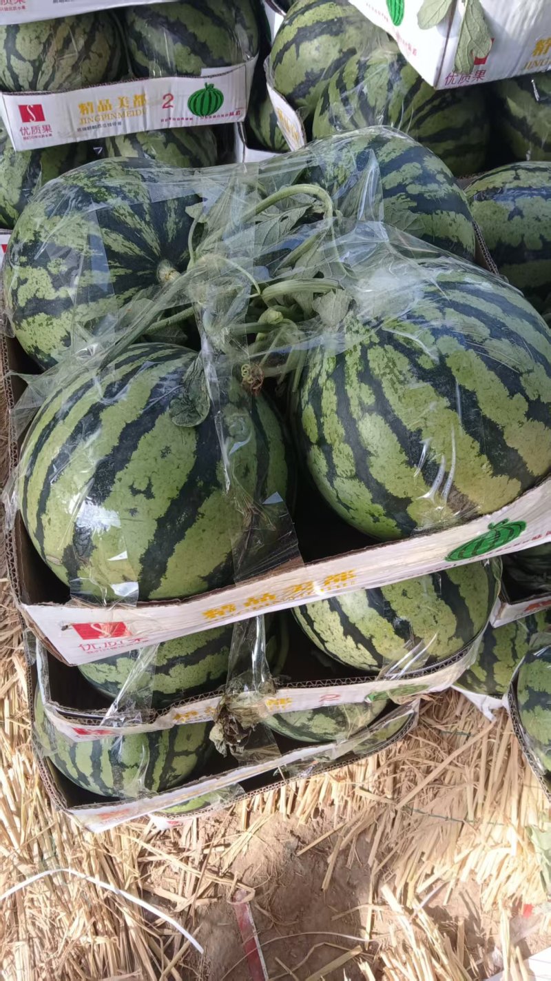 万亩无籽美都大量有现货，保质保量，价格优产地直销