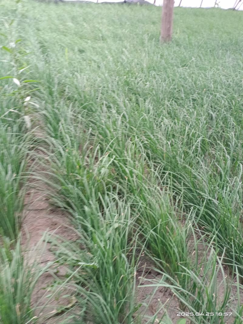 今年一月份种植的新韭菜苗