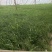 今年一月份种植的新韭菜苗