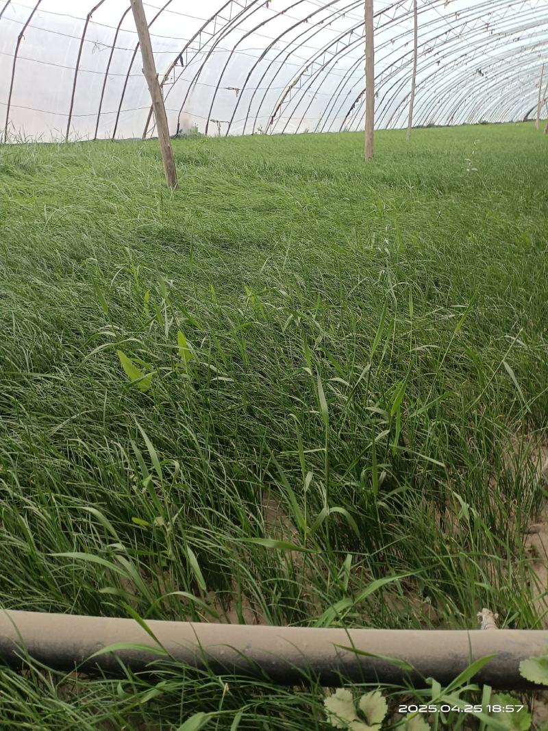 今年一月份种植的新韭菜苗
