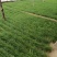 今年一月份种植的新韭菜苗