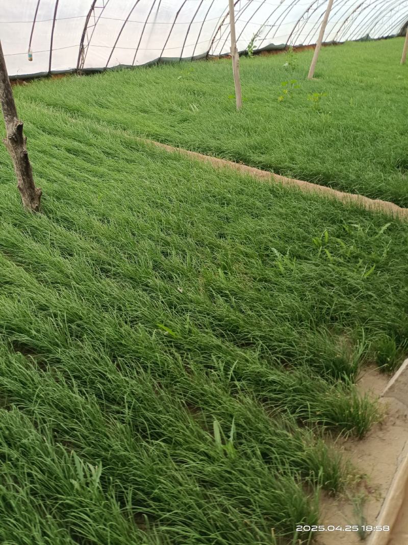 今年一月份种植的新韭菜苗