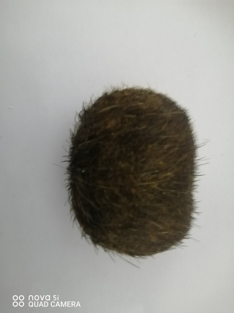 猪宝一手货源，品质保证，支持视频看货，欢迎联系