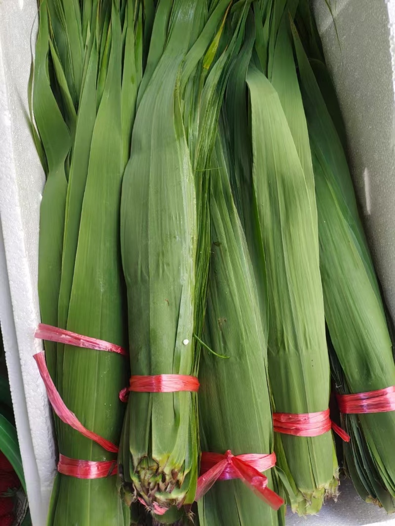新鲜粽叶大量供应，一手货源，品质保证，量大从优，欢迎来电