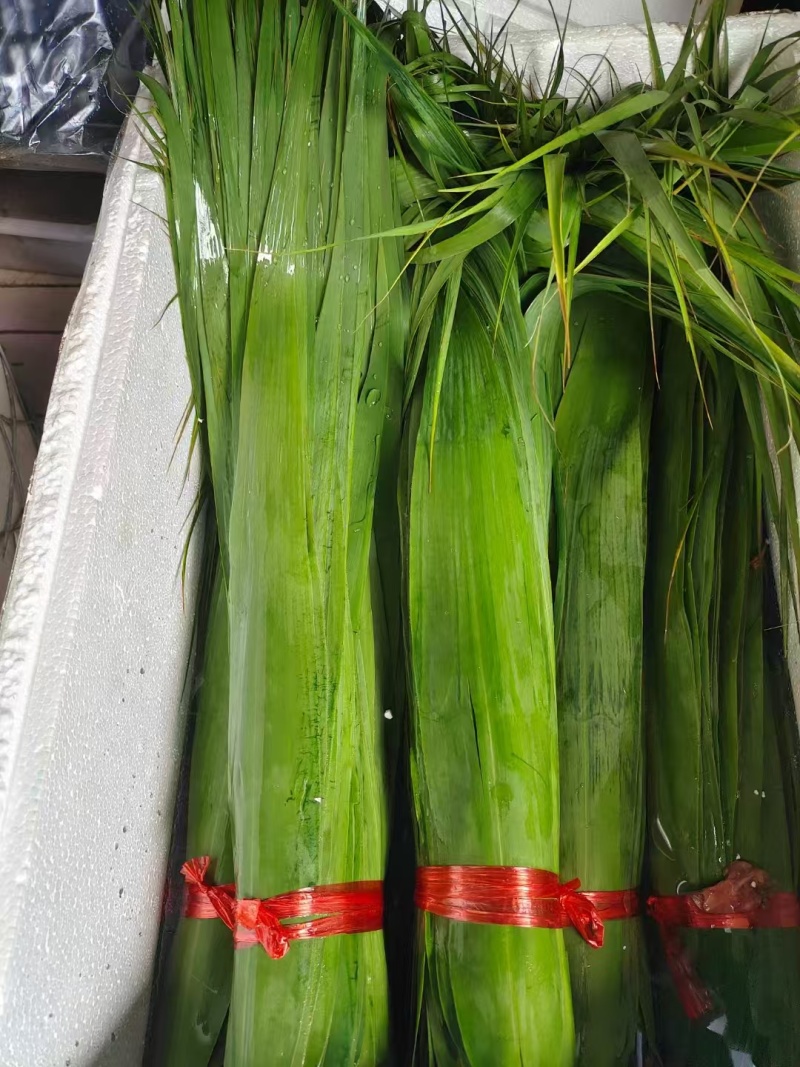 新鲜粽叶大量供应，一手货源，品质保证，量大从优，欢迎来电