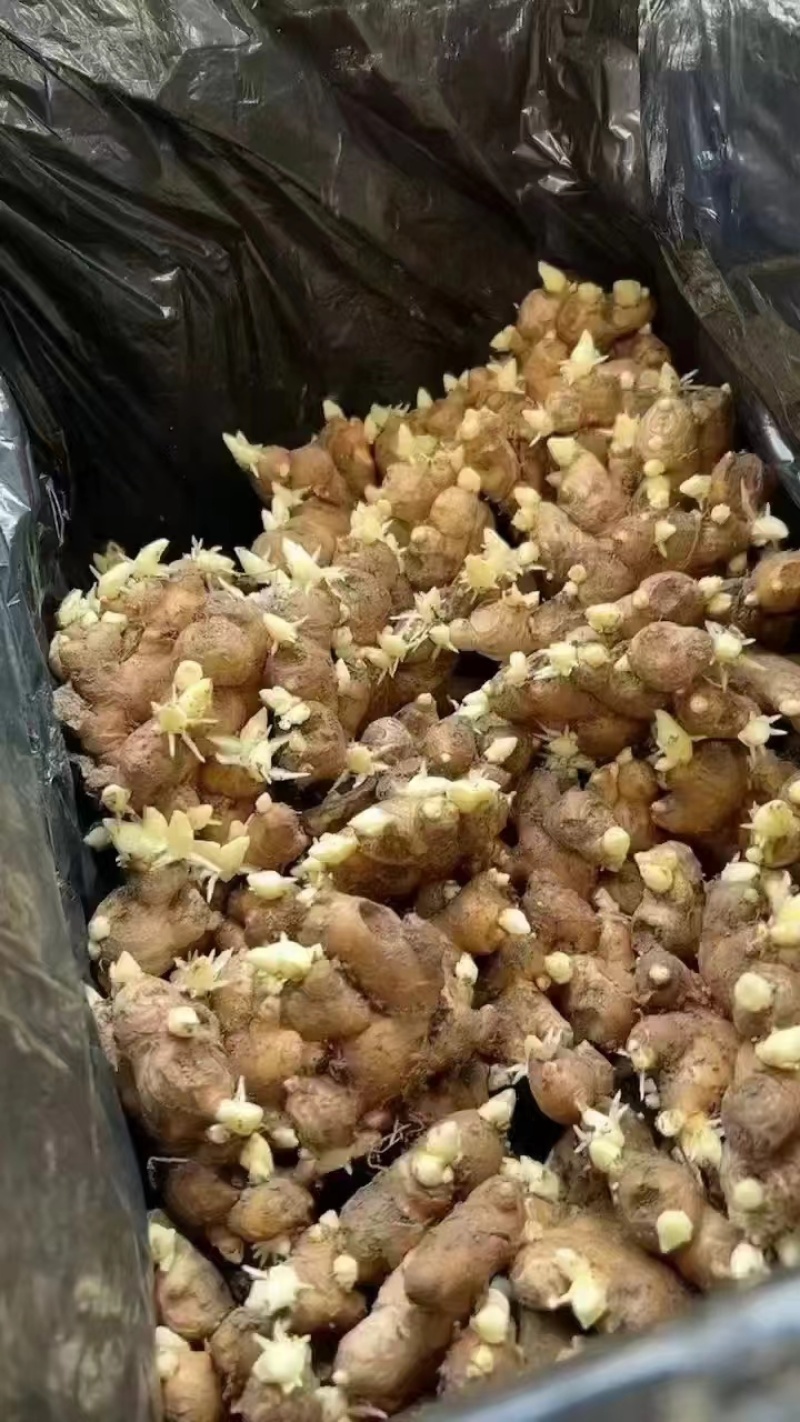 姜种，大黄姜小黄姜，优质品种